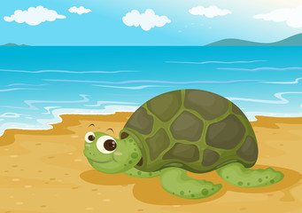 tortoise on sea shore