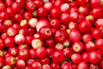 Cowberry