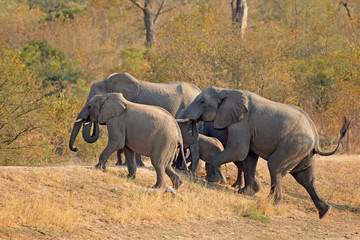 Fototapeta premium Małe stado słoni afrykańskich