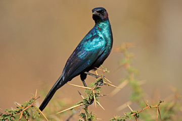 Burchell's starling (Lamprotornis australis)
