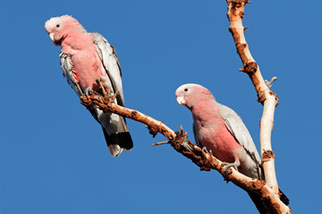 Galah Cockatoos (Cacatua roseicapilla)
