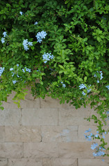 Stone wall and green plants with light blue flowers
