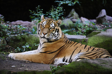 Fototapeta na wymiar Amur tygrysy.
