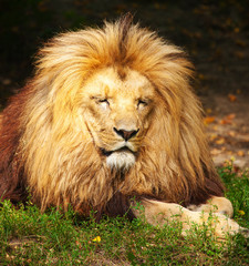 Lion
