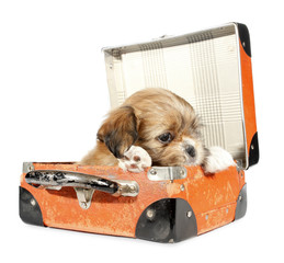 Pekingese puppy dog in suitcase