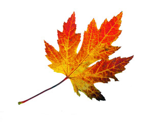 Farbe des Herbstes: Ahornblatt