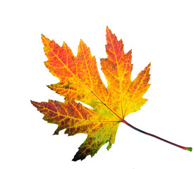 Farbe des Herbstes: Ahornblatt