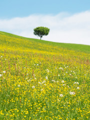 einsamer Baum 12, Schärfe auf dem Vordergrund, Baum in der Unsch