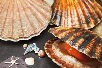 Various seashells on wet stones