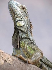iguane