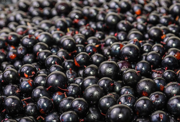 The background of the black currant