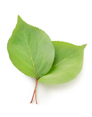 Fototapeta premium Leaves apricots