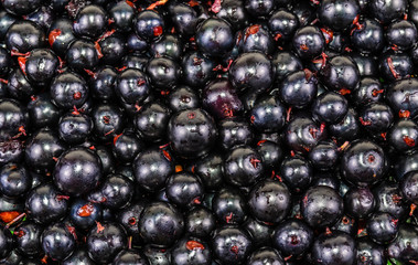 The background of the black currant