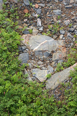 top view of plant on gravel