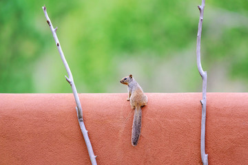 Obraz premium Rock squirrel on a adobe wall