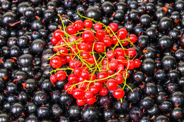 Background of the berries black and red currants