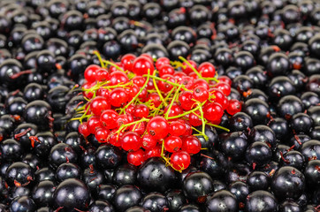Background of the berries black and red currants