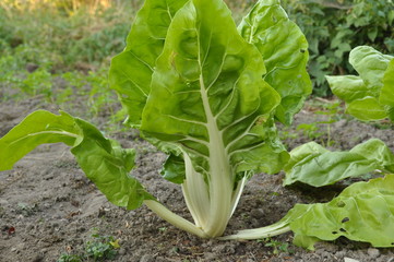 Poir&eacute;e 'Blonde &agrave; carde blanche'