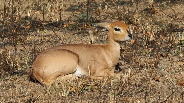 Female steenbok antelope (Raphicerus campestris)