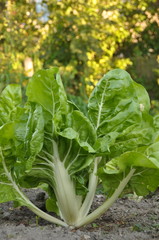 Poir&eacute;e 'Blonde &agrave; carde blanche'