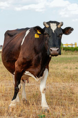 Cow standing in grassy field