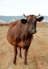 Cow standing in grassy field