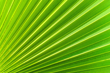 Obraz premium The background of palm leaf