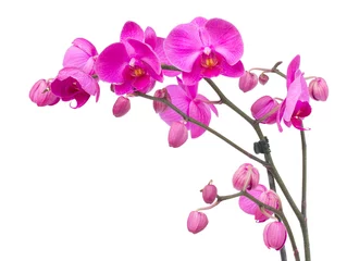 Abwaschbare Fototapete Orchidee Orchideenblüten