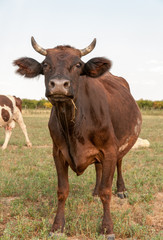 Cow standing in grassy field
