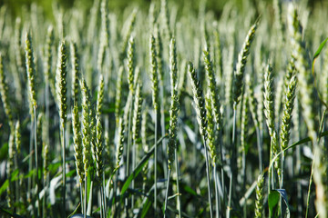 green barley field background in europe