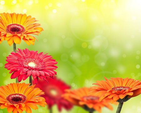 colored gerbera on green blurred background
