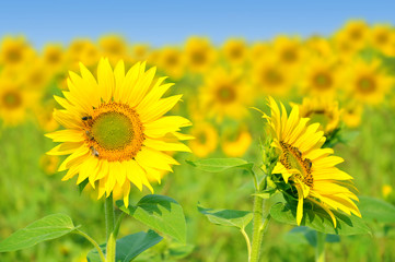 sunflower field