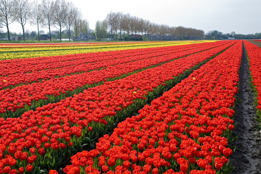 Coltivazione di tulipani