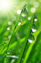 Fresh grass with dew drops close up