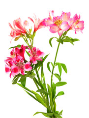 Bouquet of lilies (alstroemeria)