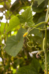 young cucumber plant
