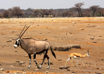 Gemsbok and springbok