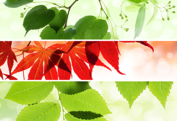 Collage of natural seasonal banners with leaves
