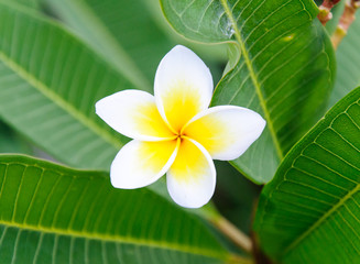 Obraz na płótnie Canvas White frangipani flowers