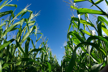 Corn