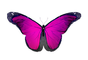 Violet butterfly flying, isolated on white