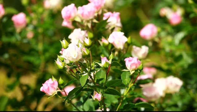 Beautiful small roses on green background