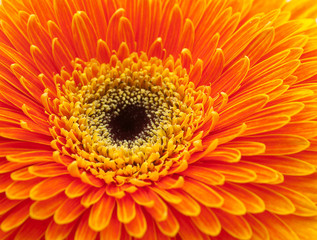 Orange gerbera flower