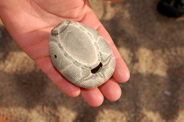 guscio di riccio di sabbia
