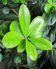 Young  lime green leaves