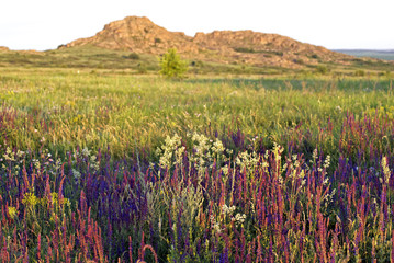 Obraz premium National Park Stone Tombs. Clary Sage