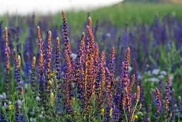 Clary Sage (Salvia sclarea)