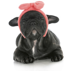 cute puppy