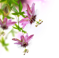 Passiflora Border Design