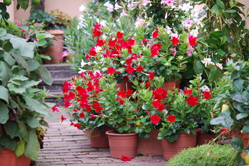 Mandevilla rot